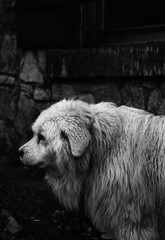 Perro. mastín de montaña mojado en refugio de piedra