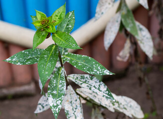 Infectious disease on the leaves of flowers. White bloom on flowers, powdery mildew. Close-up