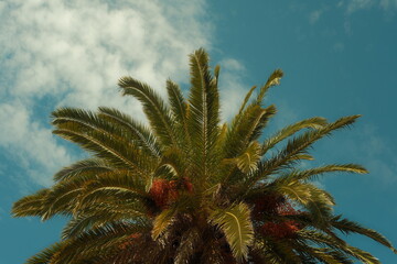 palm tree and sky