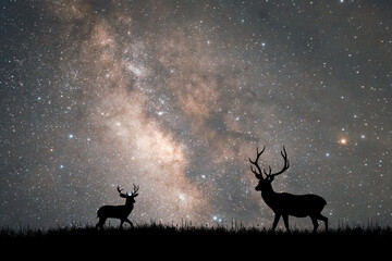 beautiful deer At night, the Milky Way and the stars are beautiful.