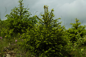 The European spruce, known as Picea abies, stands tall and proud, an iconic presence in the forests of Europe. Its slender and graceful branches create a captivating silhouette against the sky.