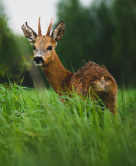 deer in the forest