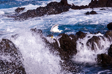 Heron flies over the sea on the shore of the coast.