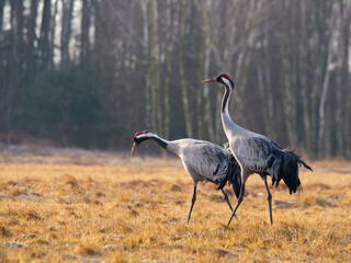 Cranes walking on a meadow