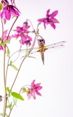 Beautiful dragonfly on purple aquilegia flower sisolated on white