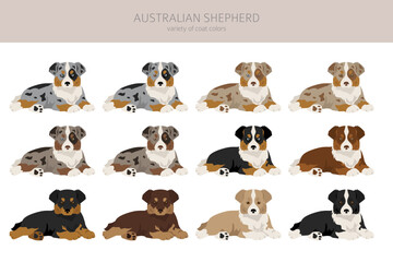 Australian shepherd puppies clipart. Coat colors Aussie set.  All dog breeds characteristics infographic