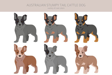 Australian stumpy tail cattle dog puppies all colours clipart. Different coat colors and poses set