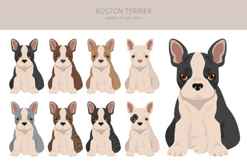 Boston Terrier puppies clipart. All coat colors set.  Different position. All dog breeds characteristics infographic