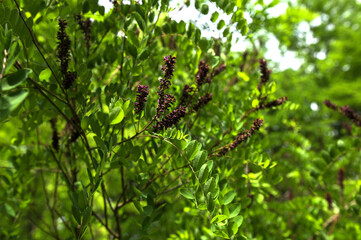 Amorpha fruticosa - Desert false indigo.