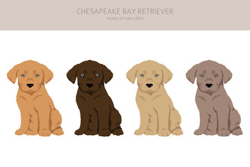 Chesapeake bay retriever puppies clipart. Different poses, coat colors set