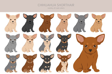 Chihuahua short haired puppies clipart. All coat colors set.  Different position. All dog breeds characteristics infographic