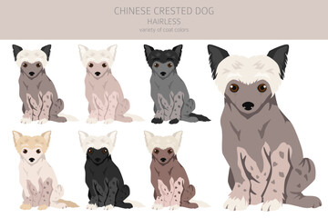 Chinese crested dog puppy hairless variety clipart. Different poses, coat colors set