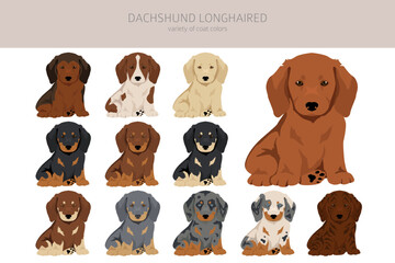 Dachshund long haired puppies clipart. Different poses, coat colors set