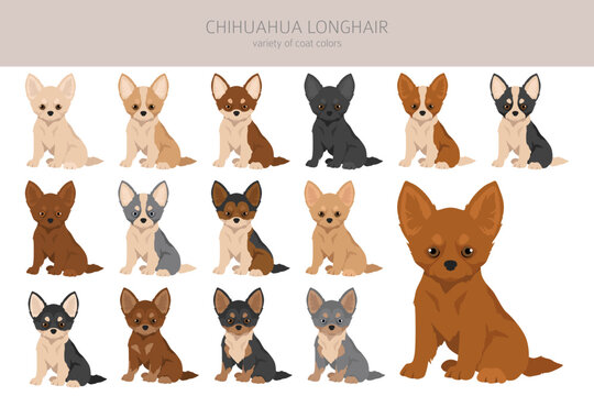 Chihuahua long haired puppies clipart. All coat colors set.  Different position. All dog breeds characteristics infographic