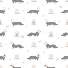 Dandie dinmont terrier seamless pattern. Different poses, coat colors set