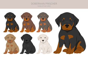 Doberman pinscher puppies clipart. Different poses, coat colors set