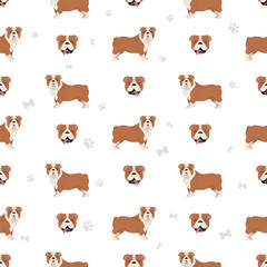 Fototapeta premium English bulldog seamless pattern. Different poses, coat colors set