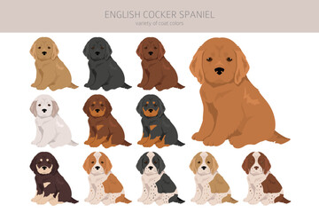 English cocker spaniel puppies clipart. Different poses, coat colors set