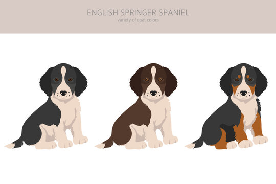 English springer spaniel puppies clipart. Different poses, coat colors set