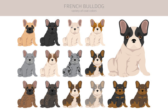 French bulldogs puppies all coat colours