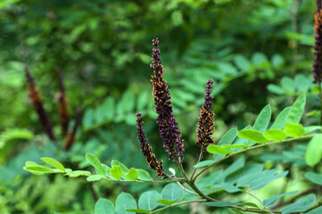 False indigobush (Amorpha fruticosa).