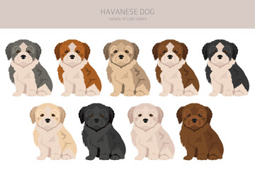 Obraz premium Havanese puppies clipart. Different poses, coat colors set