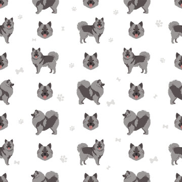 German spitz, Wolfspitz seamless pattern. Different poses, coat colors set