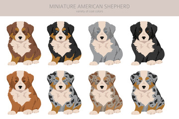 Miniature american shepherd puppies clipart. Different poses, coat colors set