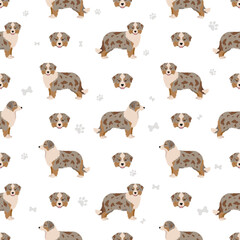 Miniature american shepherd seamless pattern. Different poses, coat colors set