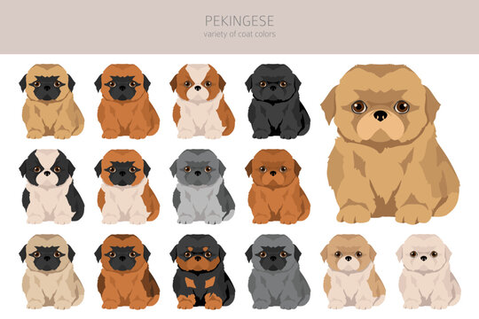 Pekingese puppies clipart. Different poses, coat colors set