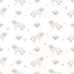 Toy poodle seamless pattern. Different poses, coat colors set