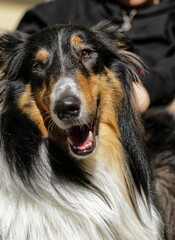 Portret psa Collie - obrazy, fototapety, plakaty