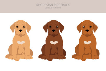 Rhodesian ridgeback puppy clipart. Different poses, coat colors set
