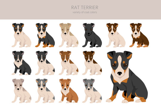 Rat terrier puppies clipart. Different poses, coat colors set