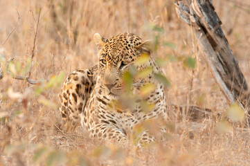 Leopard in the Serengeti