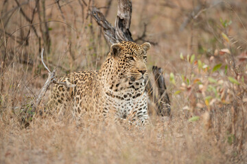 Leopard in the Serengeti