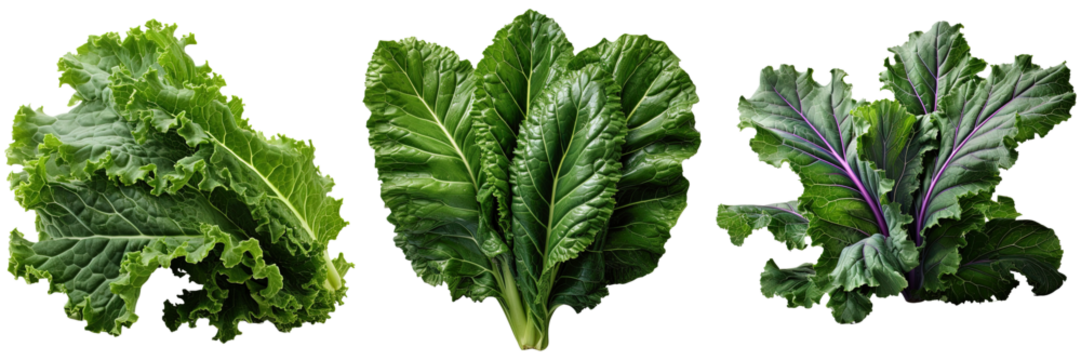 Kale leaves isolated transparent background, PNG.

