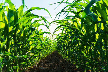 Corn field close up. Agricultural scene. Selective focus
