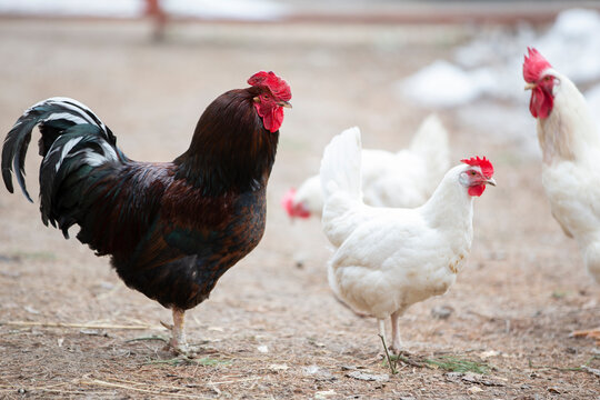 Luxurious black rooster walks with white hens on the farm.