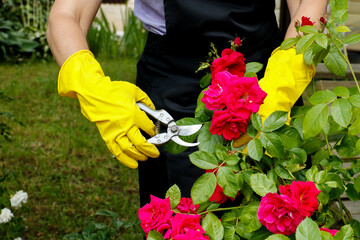 female hands in gloves cut blooming roses for a bouquet with secateurs on a summer sunny day