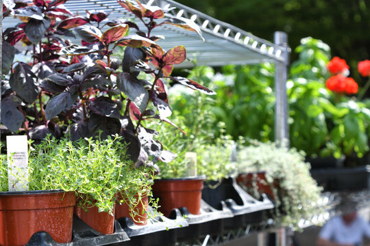 Plants for sale at an outdoor Farmer's Market