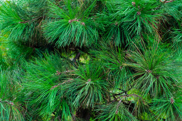 Green Christmas tree close-up on a sunny day