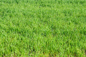 Texture of green grass on the meadow