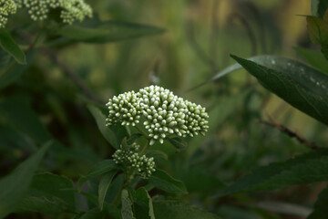 A Wild Flower