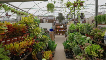 Fototapeta na wymiar Interior of plant store. Local retail business of Flower Shop