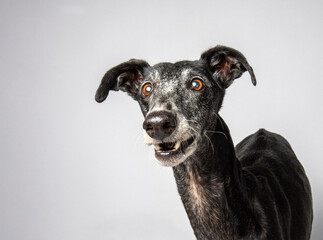 Focused galgo - Spanish greyhound