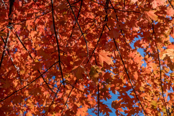 Orange autumn maple leaves in a tree
