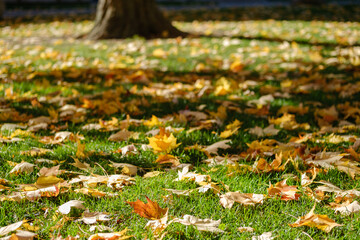 Yellow and orange autumn leaves fallen on green grass, sunny day