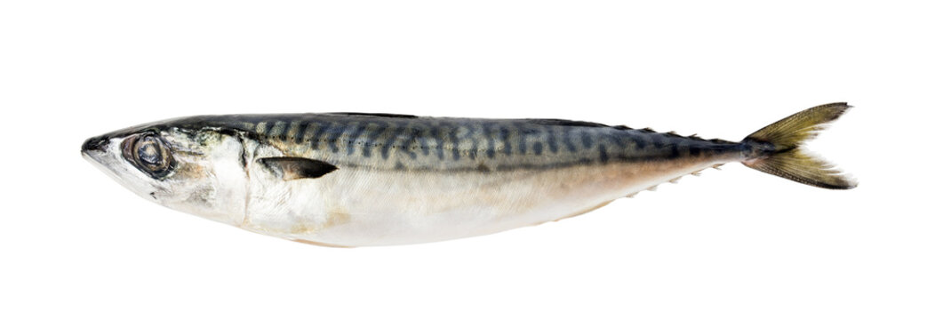 Fresh saba fish isolated background png.