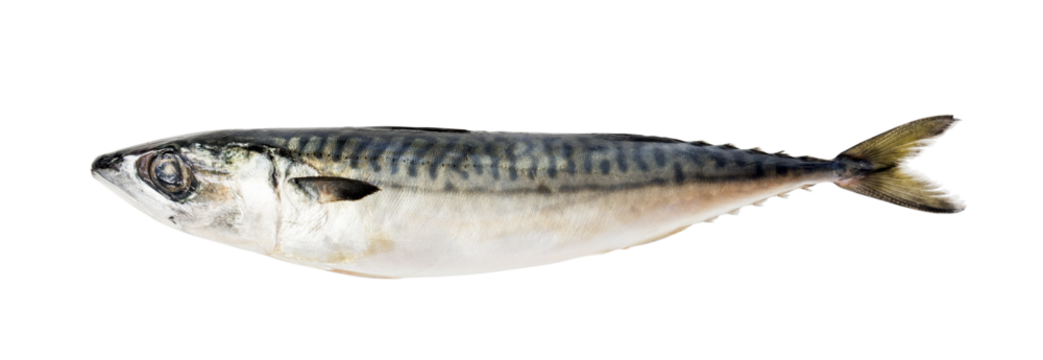 Fresh saba fish isolated background png.